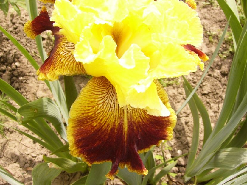 P1380457 - ANUL 2021 FLORI III