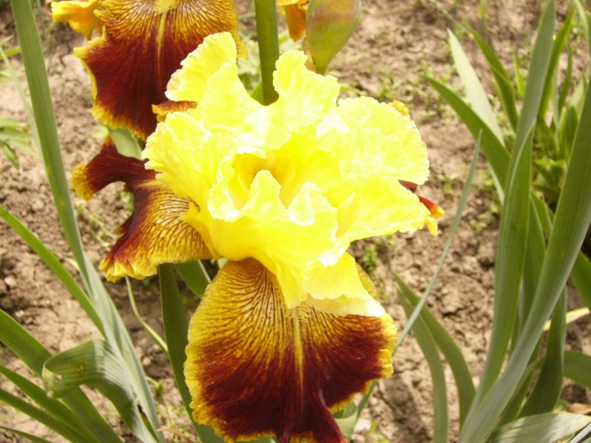 P1380458 - ANUL 2021 FLORI III