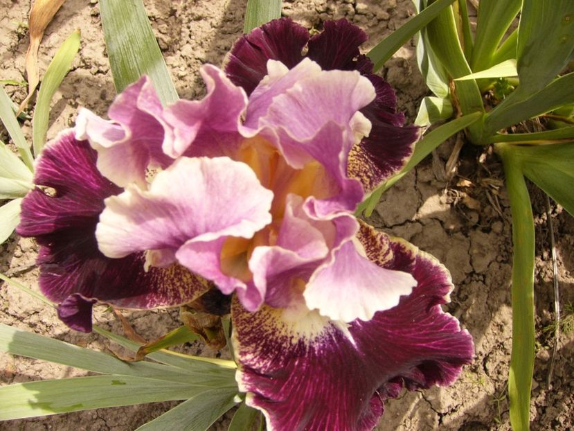 P1380459 - ANUL 2021 FLORI III