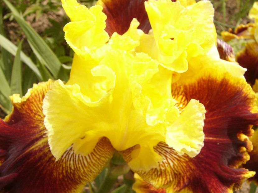 P1380461 - ANUL 2021 FLORI III