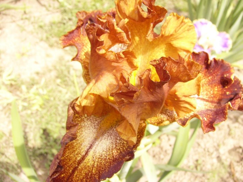 P1380462 - ANUL 2021 FLORI III