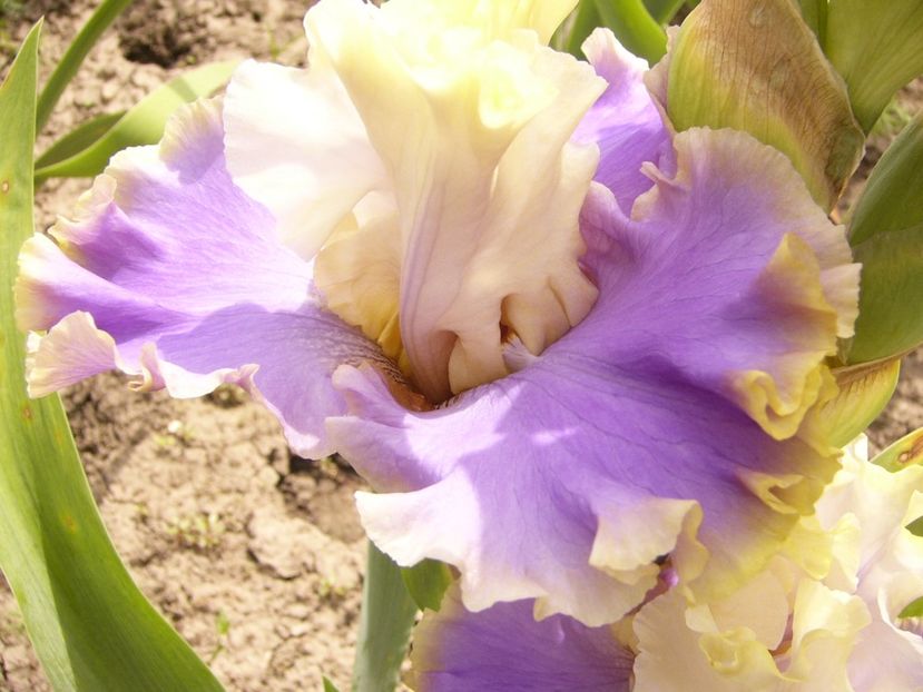 P1380465 - ANUL 2021 FLORI III