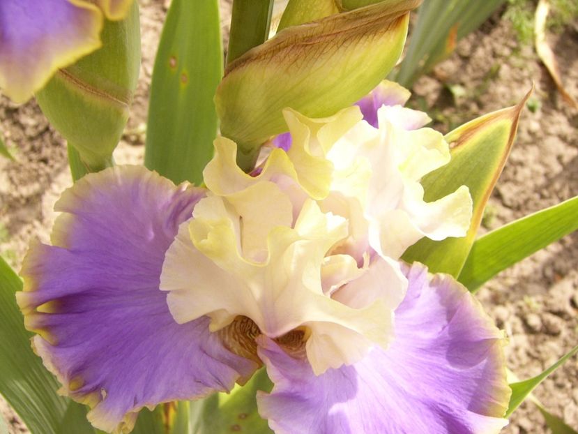 P1380467 - ANUL 2021 FLORI III