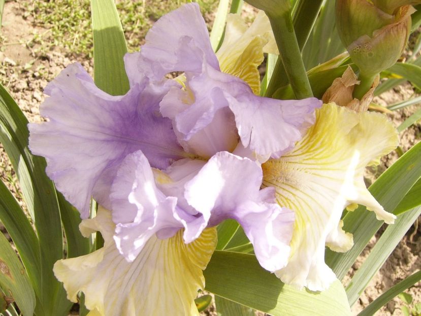 P1380468 - ANUL 2021 FLORI III