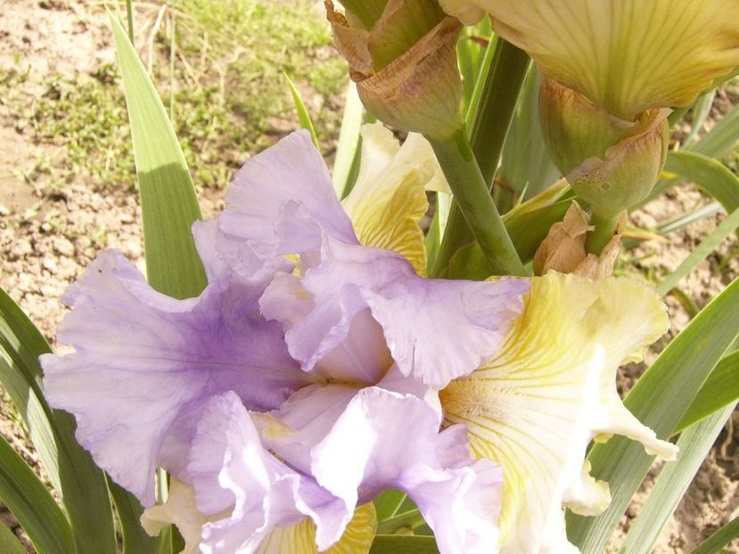 P1380469 - ANUL 2021 FLORI III