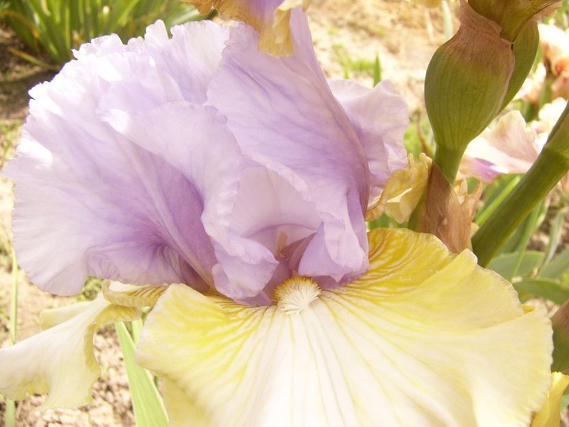 P1380470 - ANUL 2021 FLORI III