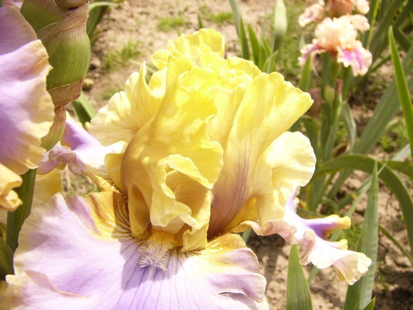 P1380471 - ANUL 2021 FLORI III