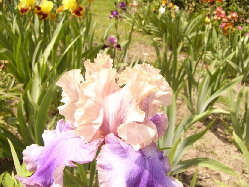 P1380477 - ANUL 2021 FLORI III