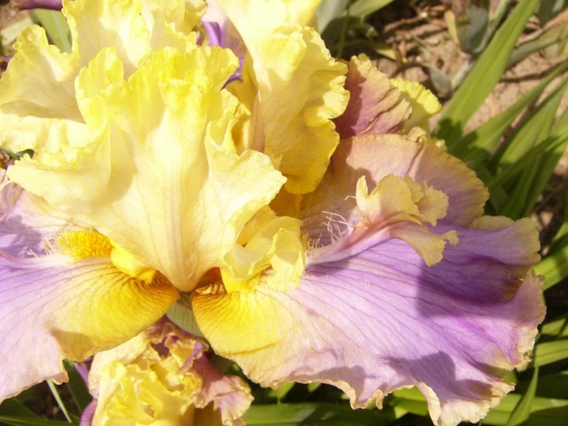 P1380494 - ANUL 2021 FLORI III