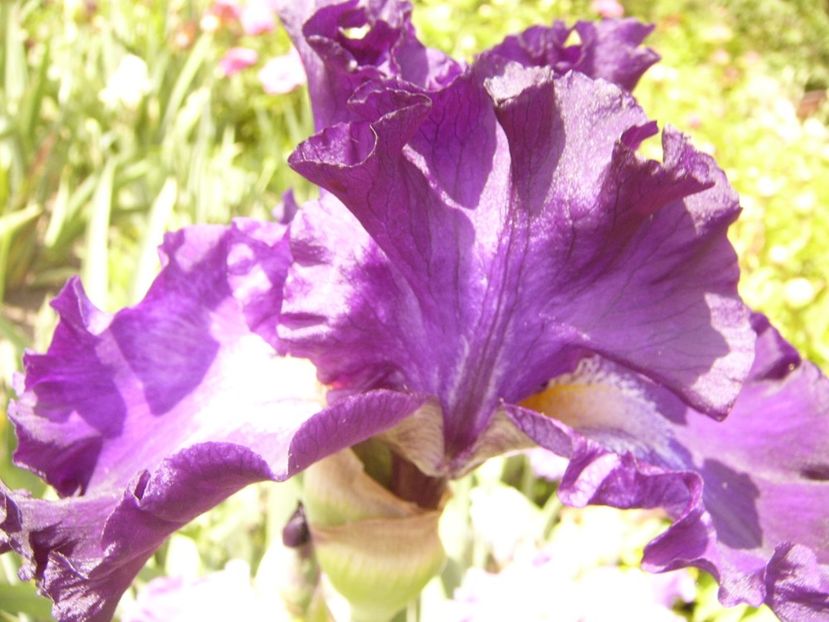 P1380500 - ANUL 2021 FLORI III