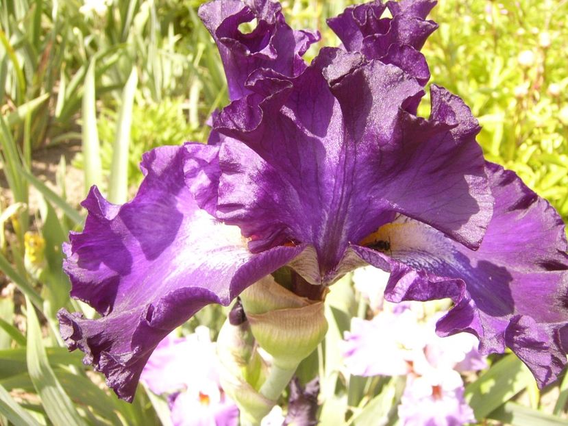 P1380501 - ANUL 2021 FLORI III