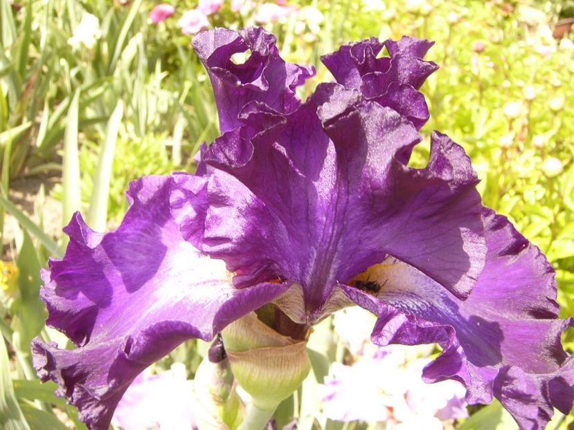 P1380502 - ANUL 2021 FLORI III