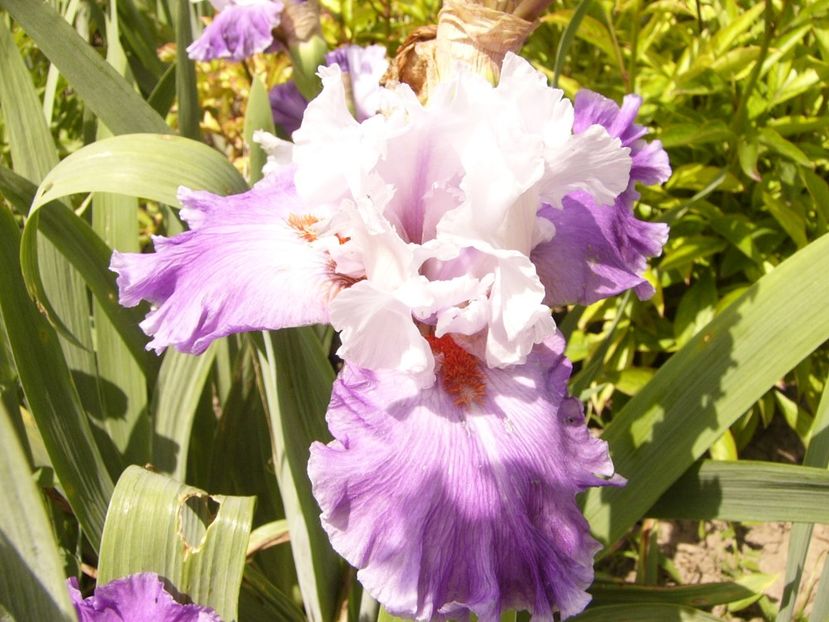 P1380503 - ANUL 2021 FLORI III