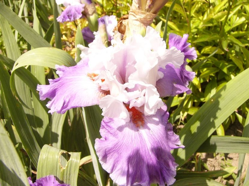 P1380504 - ANUL 2021 FLORI III