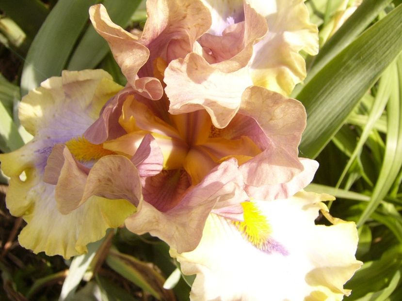 P1380507 - ANUL 2021 FLORI III