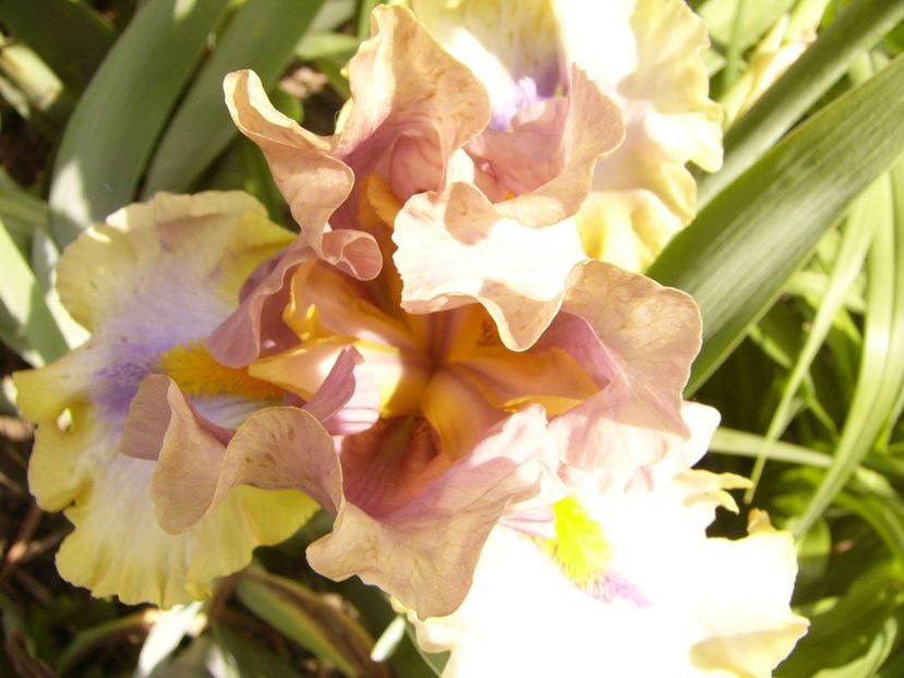 P1380508 - ANUL 2021 FLORI III