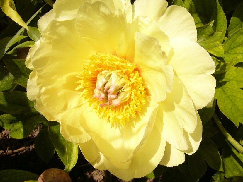 P1380516 - ANUL 2021 FLORI III