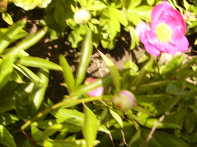 P1380519 - ANUL 2021 FLORI III