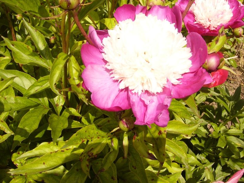 P1380520 - ANUL 2021 FLORI III