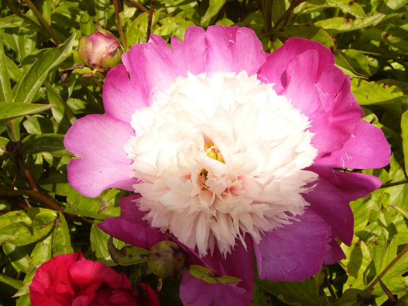 P1380522 - ANUL 2021 FLORI III