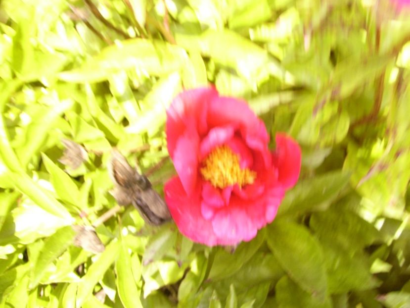 P1380523 - ANUL 2021 FLORI III