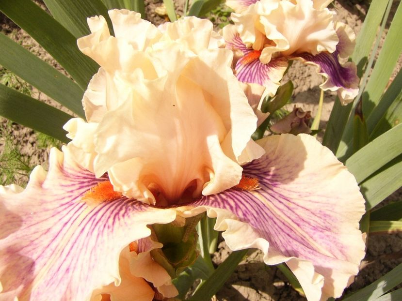 P1380524 - ANUL 2021 FLORI III