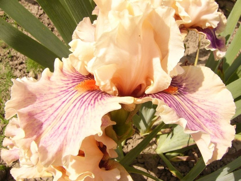 P1380526 - ANUL 2021 FLORI III