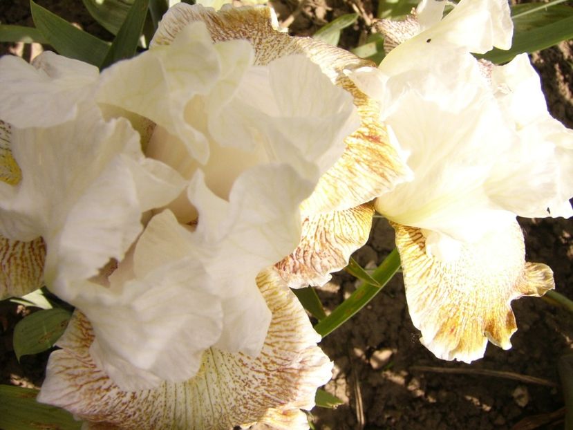 P1380527 - ANUL 2021 FLORI III