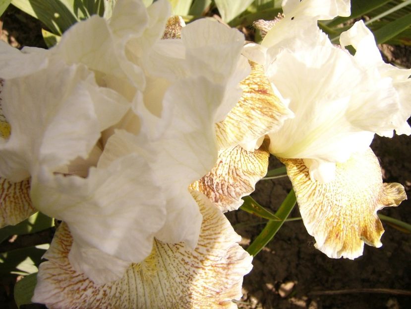 P1380528 - ANUL 2021 FLORI III