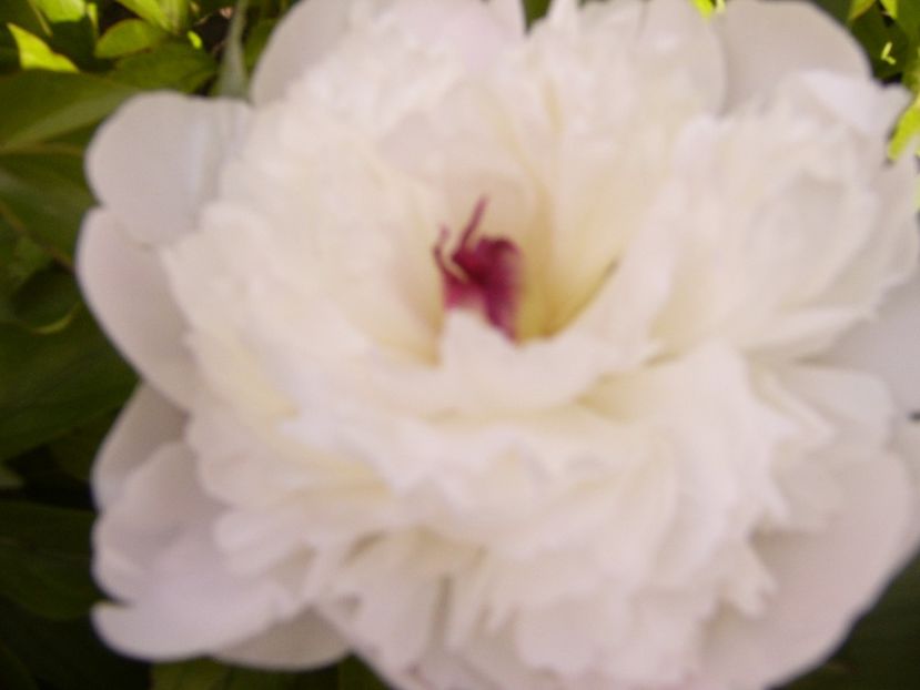 P1380529 - ANUL 2021 FLORI III