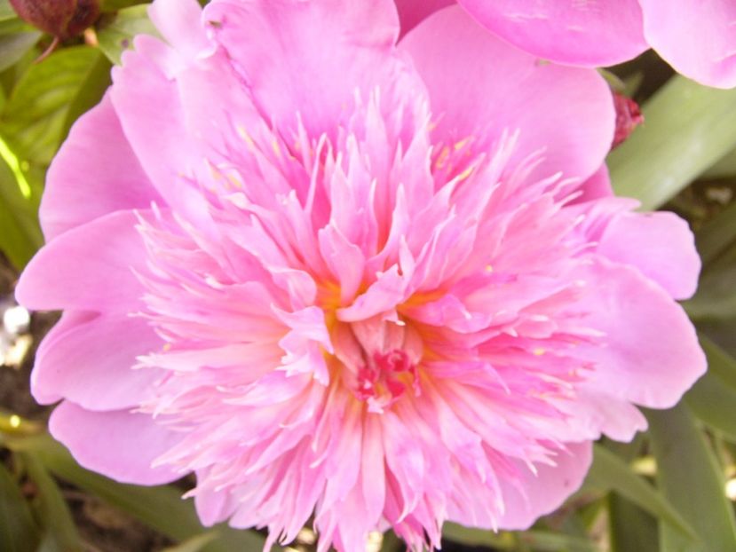 P1380532 - ANUL 2021 FLORI III