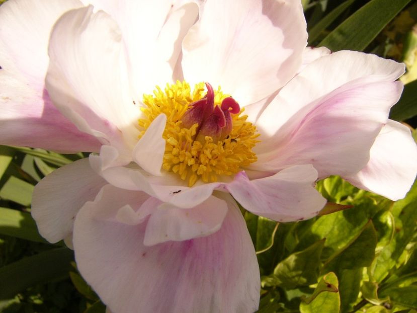 P1380534 - ANUL 2021 FLORI III