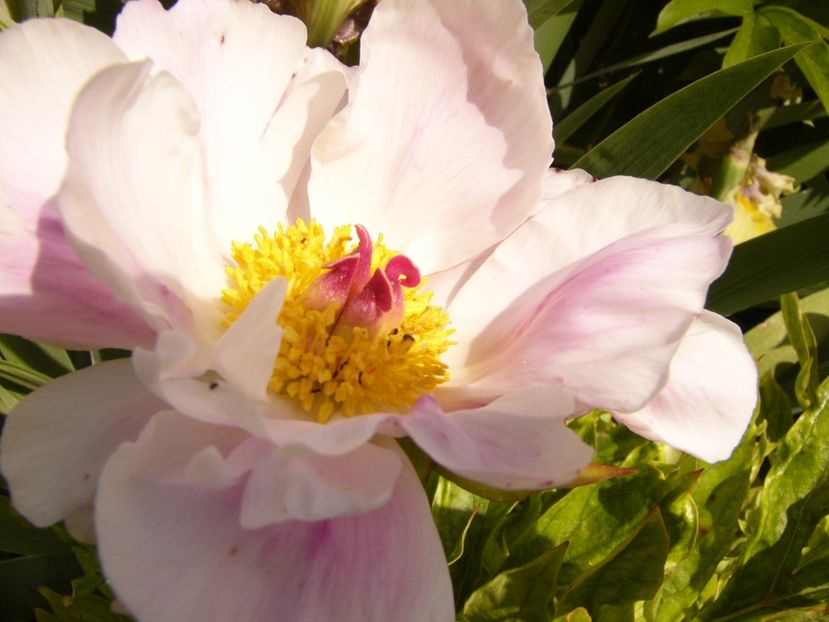 P1380535 - ANUL 2021 FLORI III