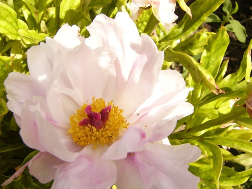 P1380536 - ANUL 2021 FLORI III