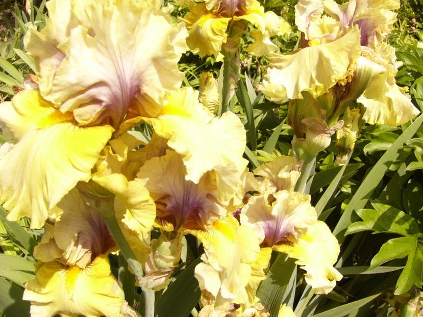 P1380537 - ANUL 2021 FLORI III