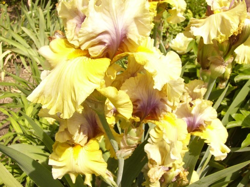 P1380538 - ANUL 2021 FLORI III