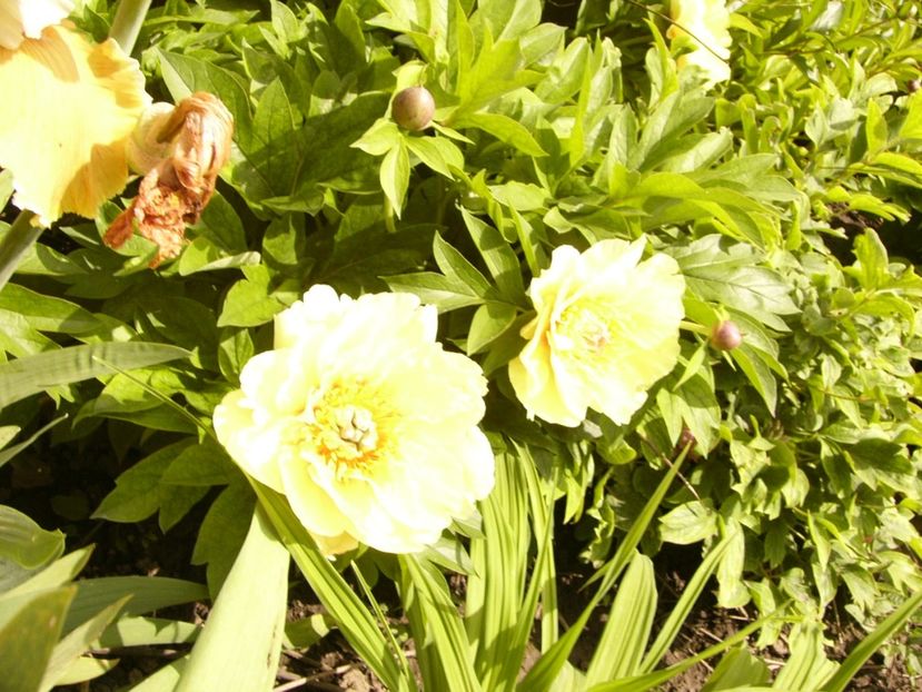 P1380549 - ANUL 2021 FLORI III