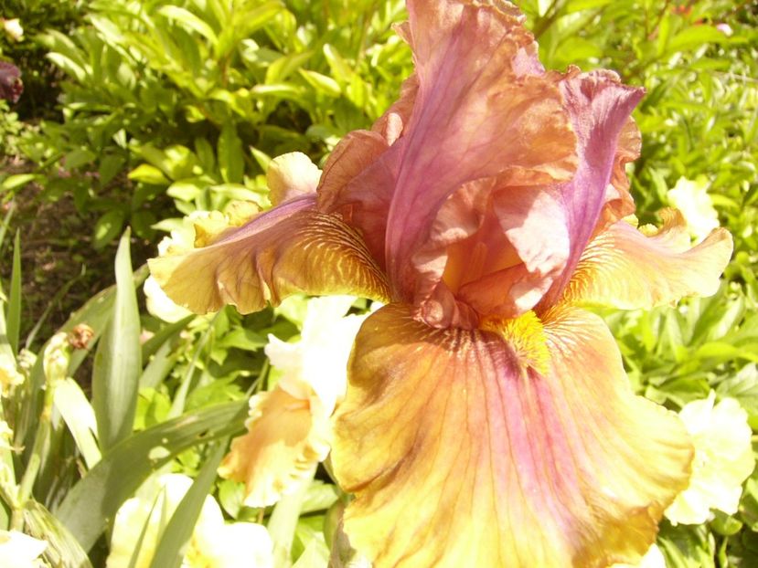 P1380551 - ANUL 2021 FLORI III