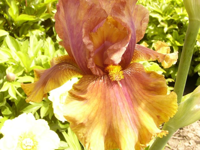 P1380553 - ANUL 2021 FLORI III