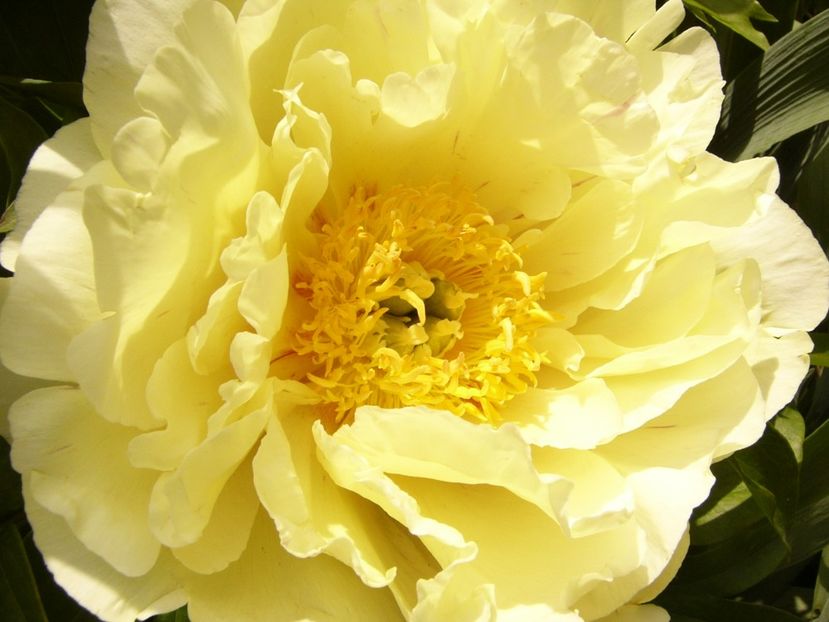 P1380556 - ANUL 2021 FLORI III