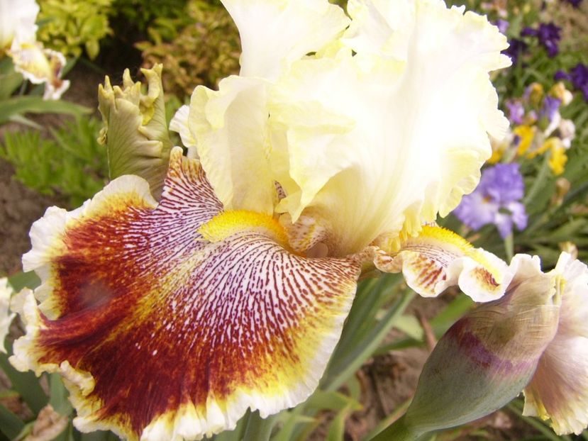 P1380634 - ANUL 2021 FLORI III