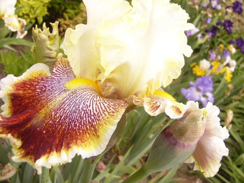 P1380635 - ANUL 2021 FLORI III