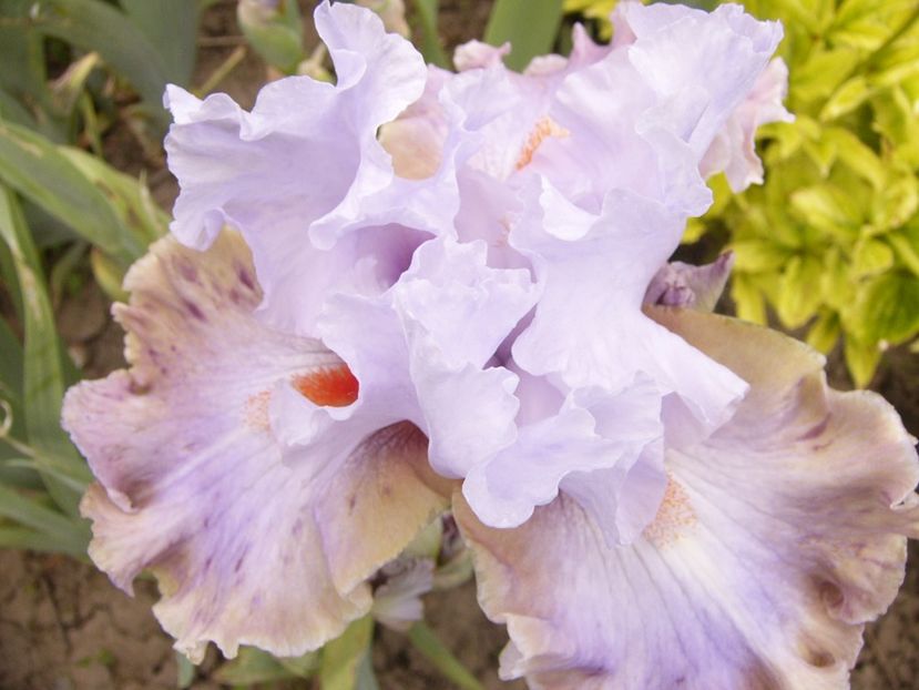 P1380638 - ANUL 2021 FLORI III