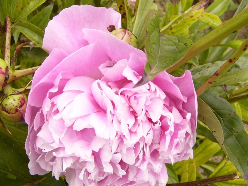 P1380640 - ANUL 2021 FLORI III