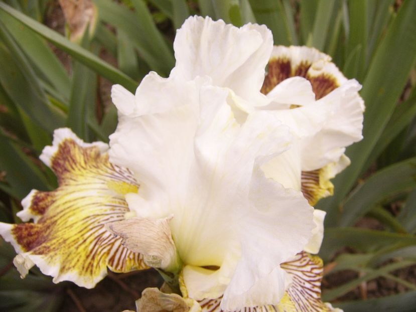 P1380642 - ANUL 2021 FLORI III