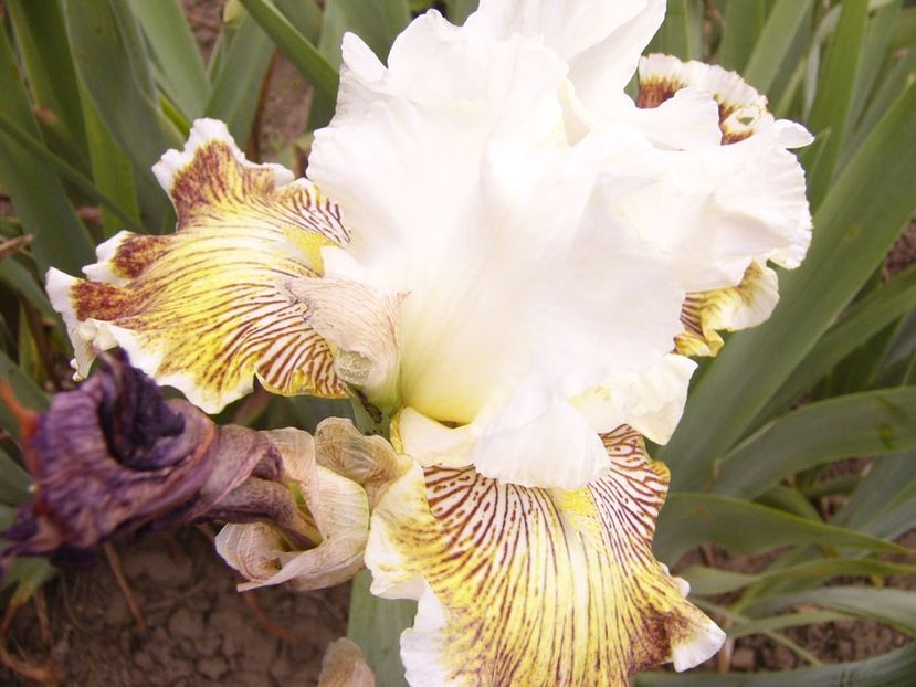 P1380643 - ANUL 2021 FLORI III