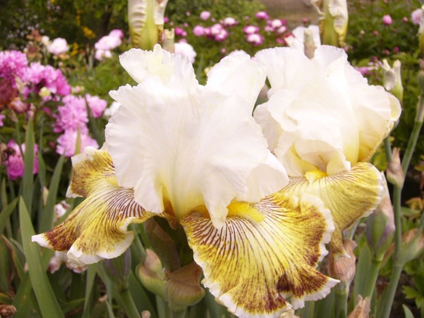 P1380644 - ANUL 2021 FLORI III