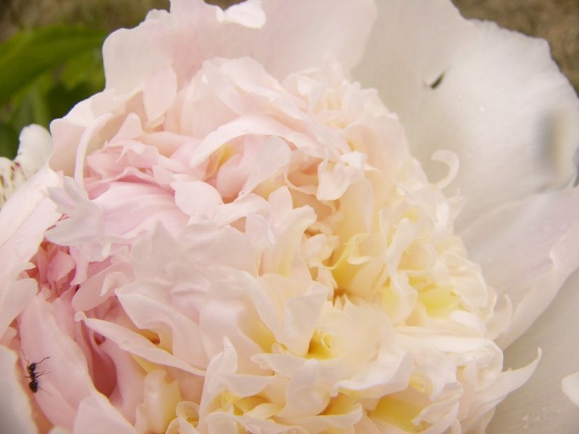 P1380646 - ANUL 2021 FLORI III