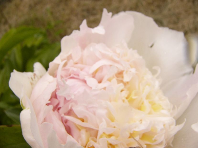 P1380647 - ANUL 2021 FLORI III