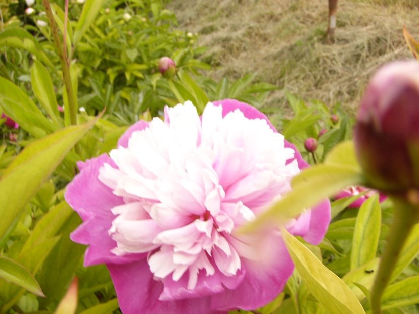 P1380649 - ANUL 2021 FLORI III